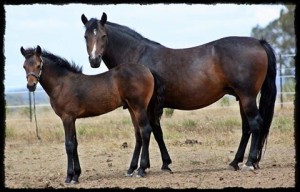 karenzaaudreywithfoal