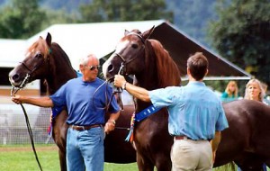 meredithtigerandmeredithknight