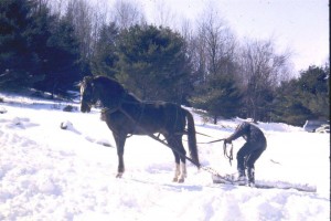 meredithknightinharness