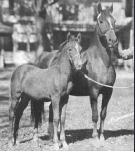 lippittsallieandfoal