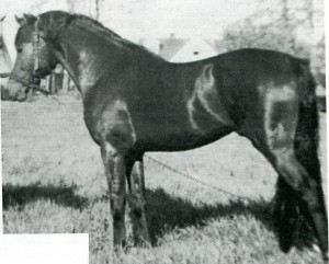 morohillsmedallionsideview