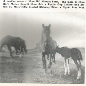 morohillsmorinewithfoalbymhprophet